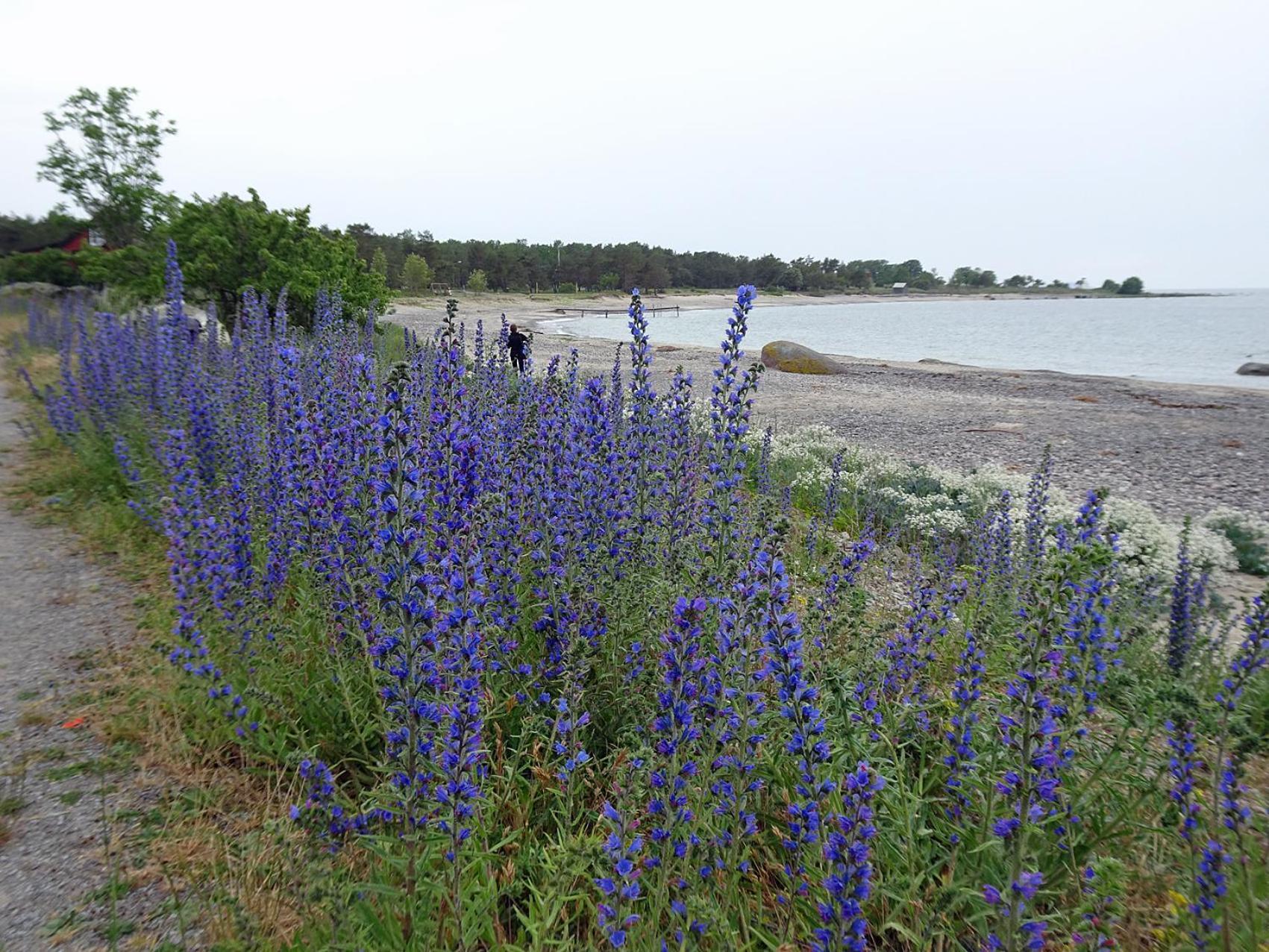 1C, Foersta Parkett, 50M Till Badstrand Byxelkrok Buitenkant foto